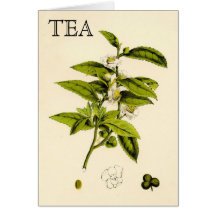 Vintage Tea Plant Greeting Cards
