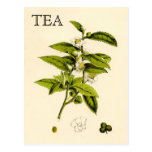 Vintage Tea Plant Postcards