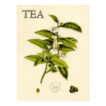 Vintage Tea Plant Postcards