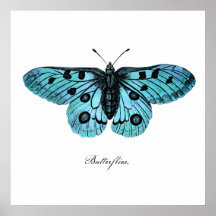 Vintage Teal Blue Butterfly Drawing - Butterflies Posters