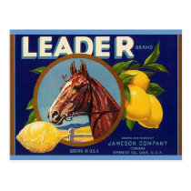 Vintage Thoroughbred Horse Leader Lemons Postcards postcards