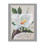 Vintage Tripe Perfume Queen Bess Post Cards