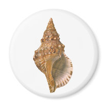 Vintage Triton Seashell Fridge Magnet