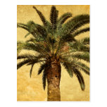 Vintage Tropical Palm Tree Postcards