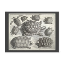 Vintage Turtle Etching Post Card