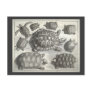 Vintage Turtle Etching Post Card Vintage Turtle Etching Post Card