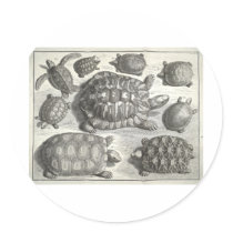 Vintage Turtle Etching Round Sticker