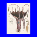 Vintage Umbrella Squid postcards