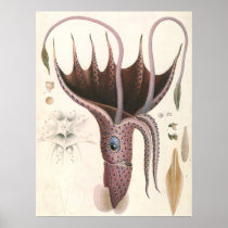Vintage Umbrella Squid Posters