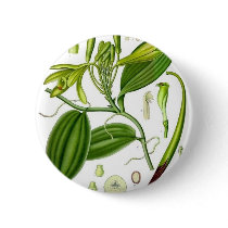 Vintage Vanilla Pod Specimen buttons by mosswood Vintage Vanilla Pod Specimen buttons