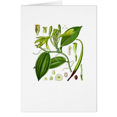 Vintage Vanilla Pod Specimen Card by mosswood