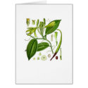 Vintage Vanilla Pod Specimen cards by mosswood Vintage Vanilla Pod Specimen cards
