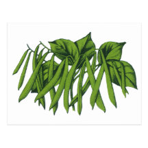 Vintage Vegetables; Green Beans Postcard