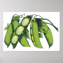 Vintage Vegetables; Lima Beans Poster