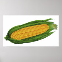 Vintage Vegetables; Yellow Corn on the Cob Poster
