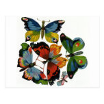 Vintage Wild Animals, Insects, Bugs, Butterflies Post Cards
