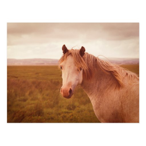 Vintage wild horse postcard Zazzle
