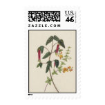 Vintage Wildflowers: Peppers Stamps