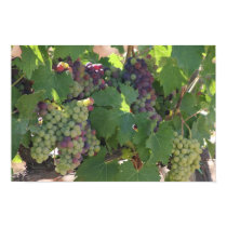 Vinyard Grapes posters