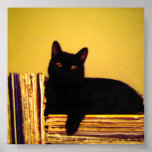 Vinyl Kitty Posters
