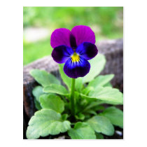 Viola postcard postcards