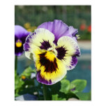 viola, flower, floral, photo, pansie, pansy,