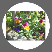 Viola stickers