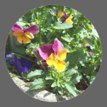 Viola stickers