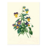 Violas by Pierre-Joseph Redouté Post Card