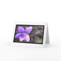 Violet cards