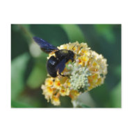 Violet carpenter bee postcard postcard