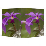 Violet Cattleya Orchid Cattleya violacea) binders