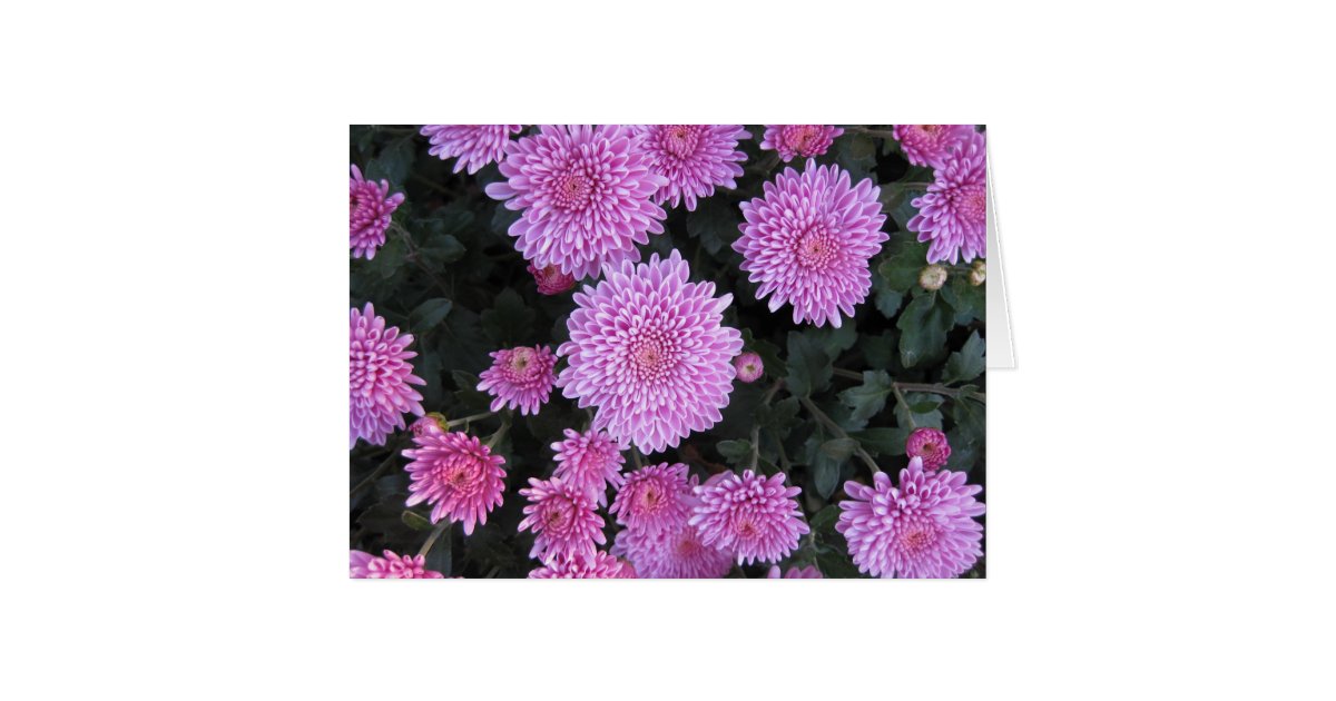 Violet Chrysanthemums Card Zazzle