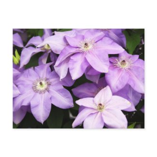 Violet Clematis
