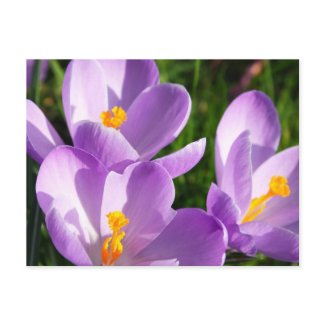 Violet Crocus