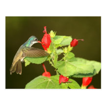 Violet-crowned x Broad-billed hybrid hummingbird Postcard
