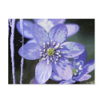 Violet Dreams postcards