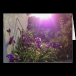 Violet Fire by Harmony cards