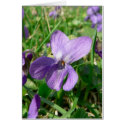 Violet Flower cards by lifesphere Violet Flower cards