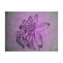 Violet Flower postcards