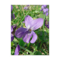 Violet Flower postcards