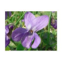 Violet Flower postcards