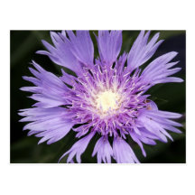 Violet Flower Postcard