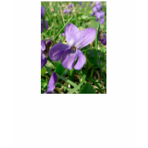 Violet Flower t-shirts