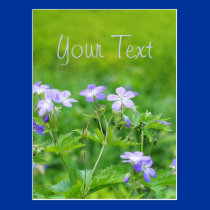Violet flowers in the field postcards