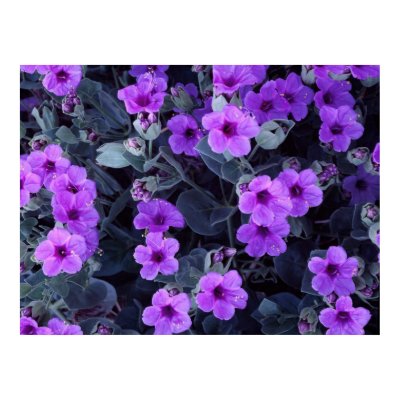 Violet flowers poster from Zazzle. Violet flowers poster from Zazzle.