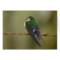 Violet-green Swallow Card