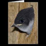 Violet-Green Swallow Chick - Cards cards