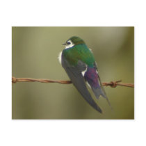 Violet-green Swallow Postcard