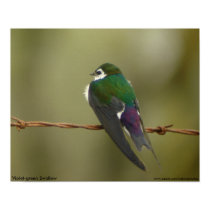 Violet-green Swallow Poster posters